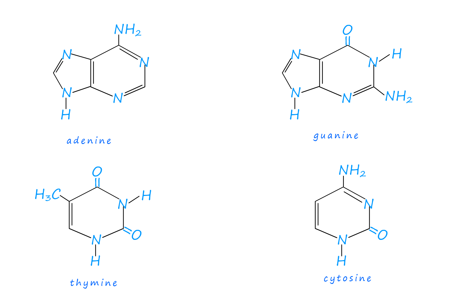 Structure of DNA