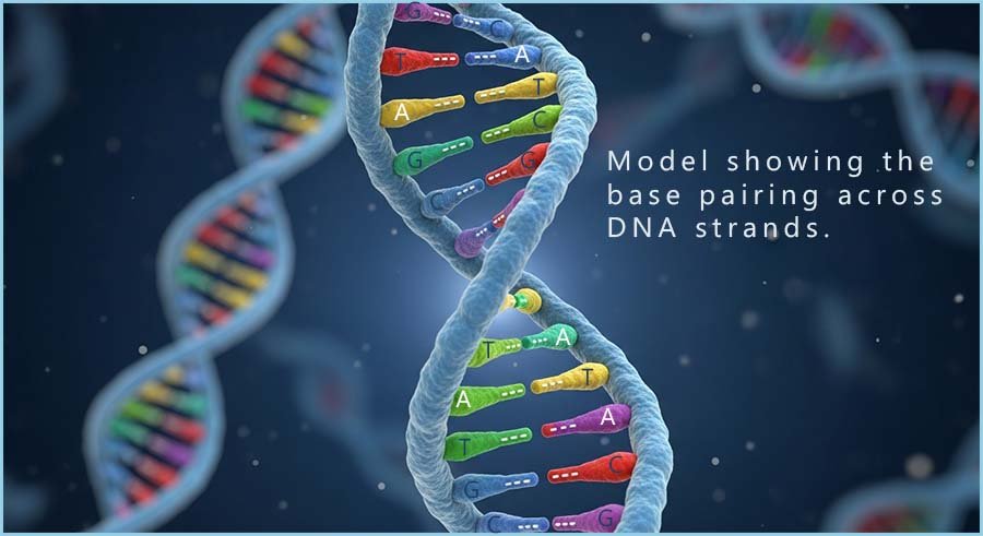 DNA double helix with base pairs.