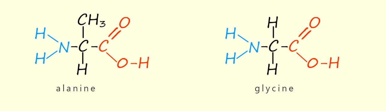 Structure of the amino acids alanine and glycine.