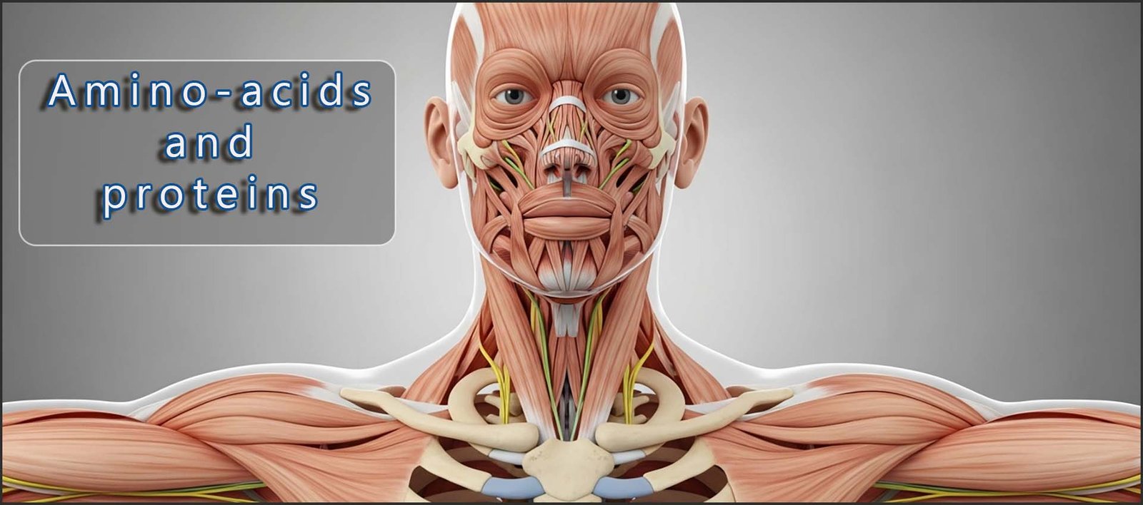 Amino acids and proteins header image — torso showing muscles and bones.