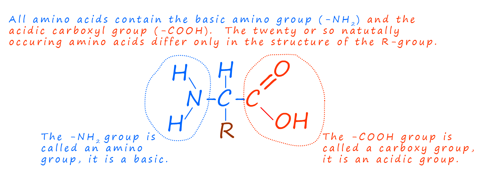 amino acid general structure.
