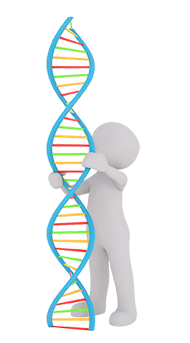 Structure of DNA