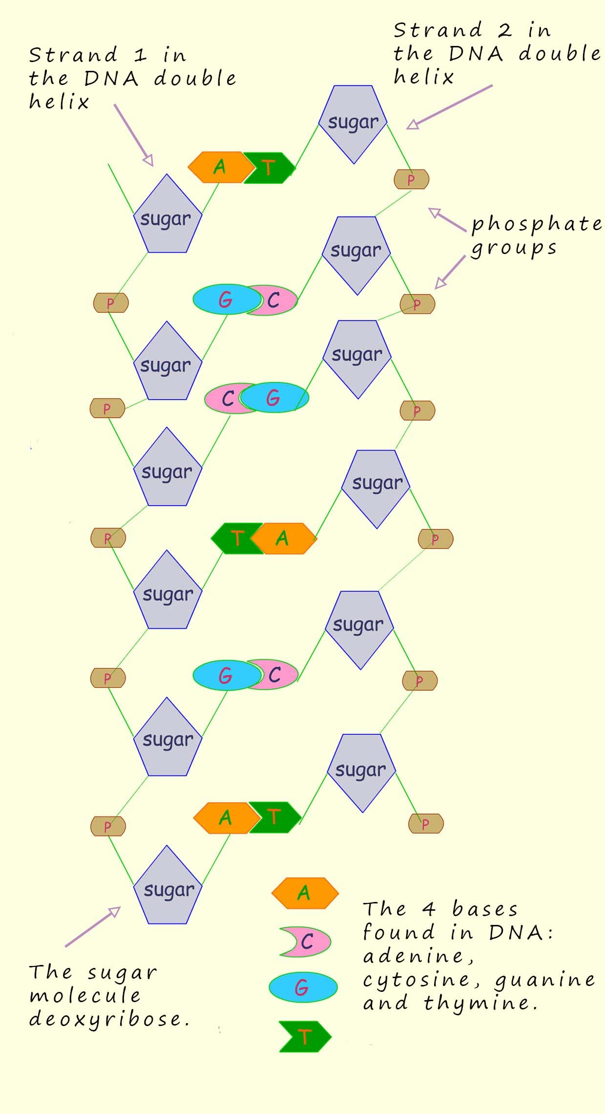 DNA structure showing two strands of DNA and showing how base pairs link across the strands.
