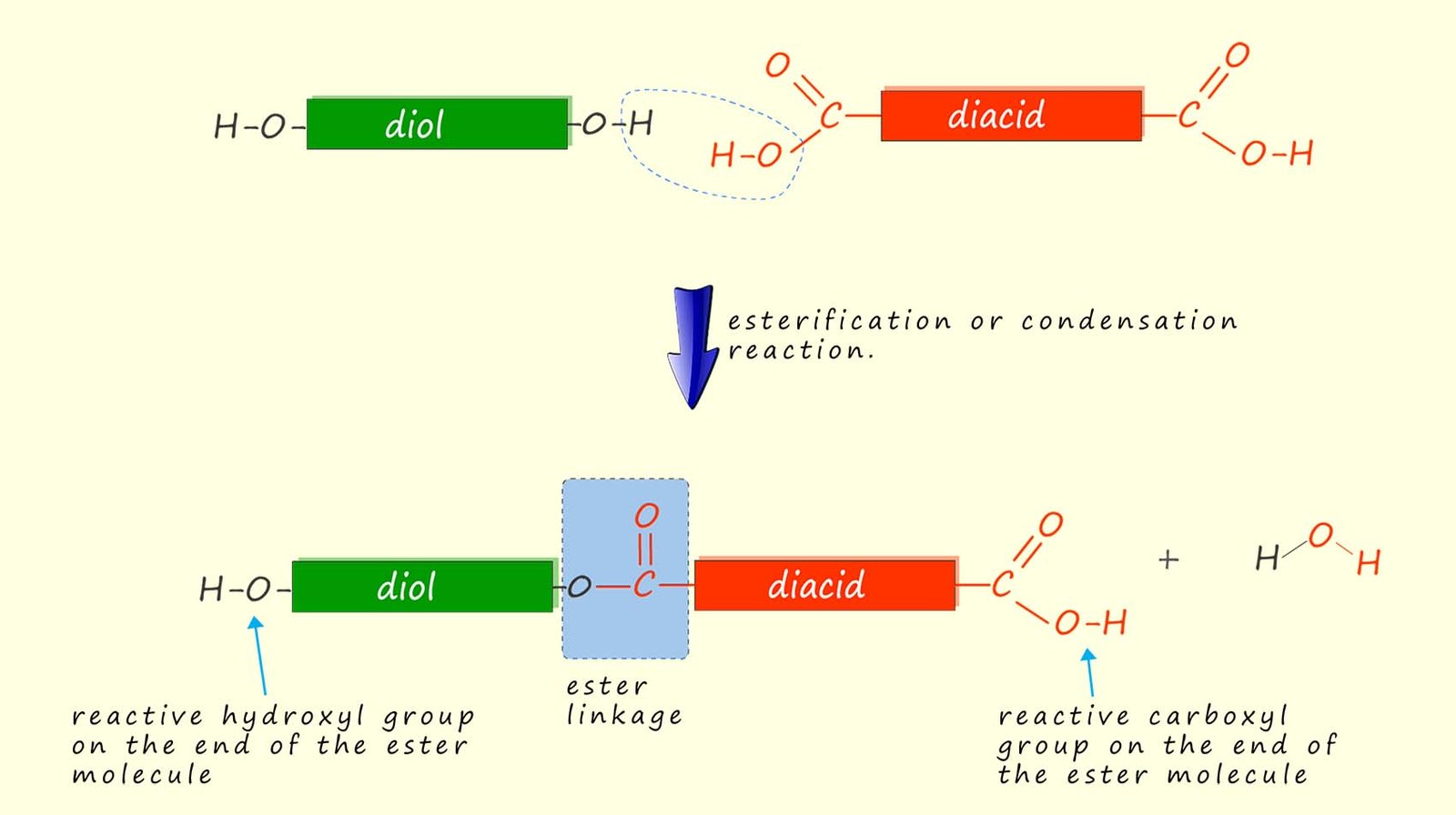 esterification reaction, the formation of ethyl ethanoate from ethanol and ethanoic acid.