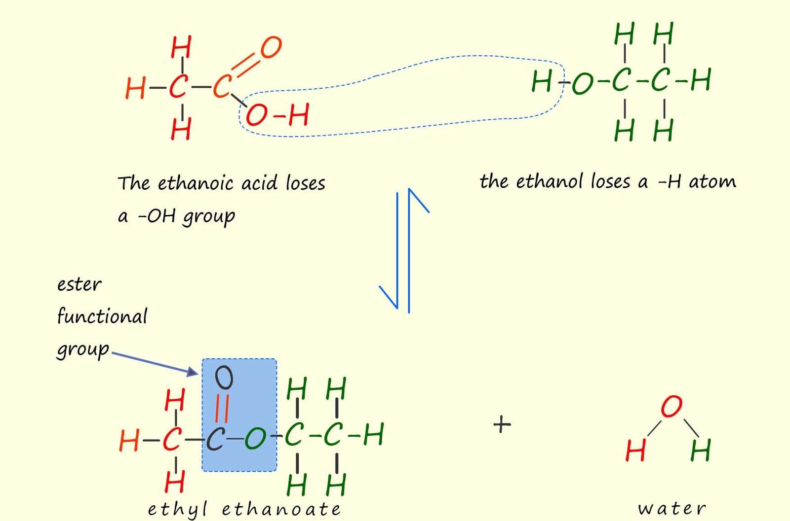 Model equation to show how the eater ethyl ethanoate is formed.