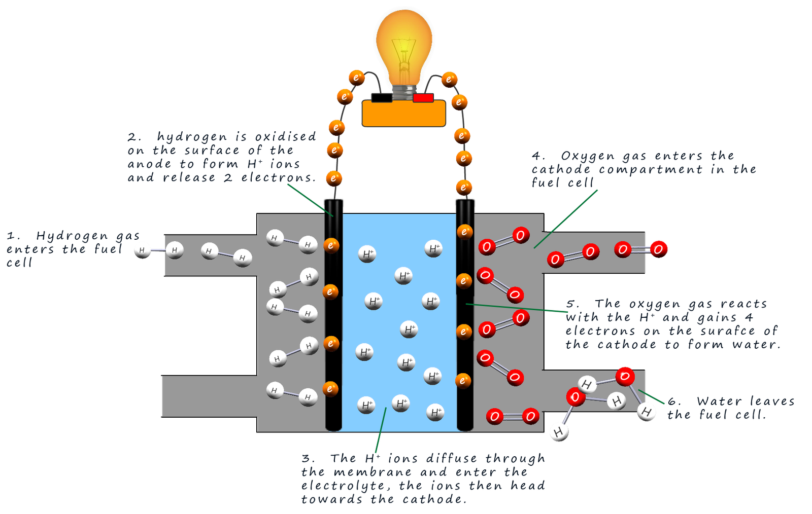 Model showing how a fuel cell works with description of the anode and cathode reactions.
