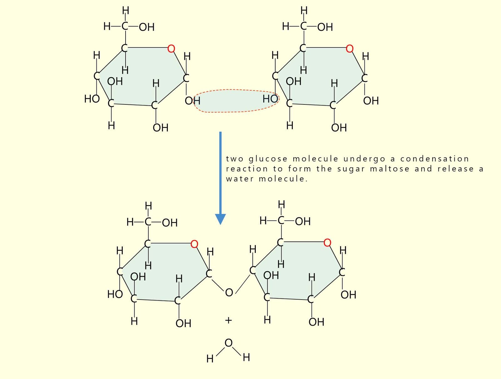 Part of the starch polymer chain, here two glucose molecules have linked togther.