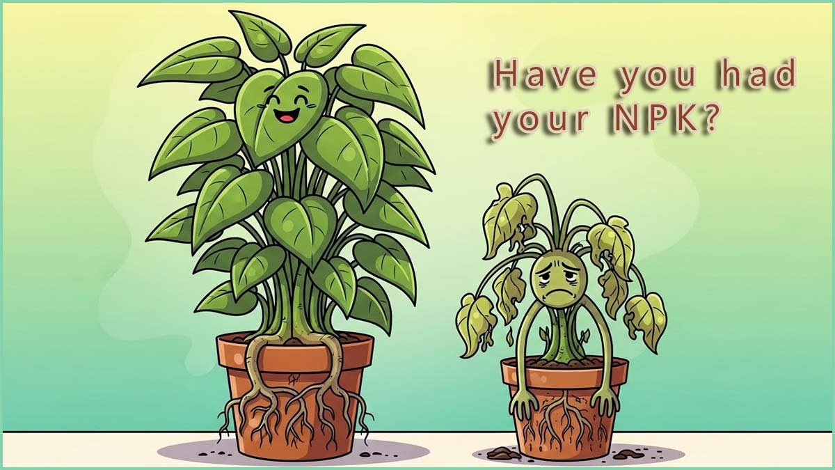 Image shows a plant that has been fed a NPK fertiliser and one that has not.