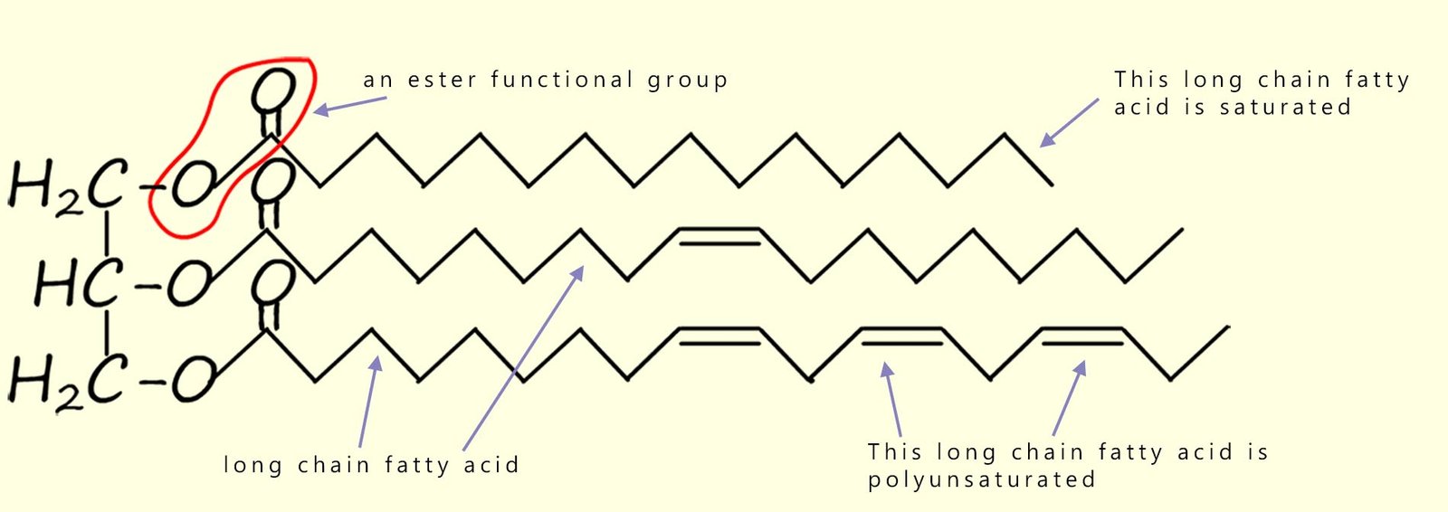 The structure of a typical vegetable oil