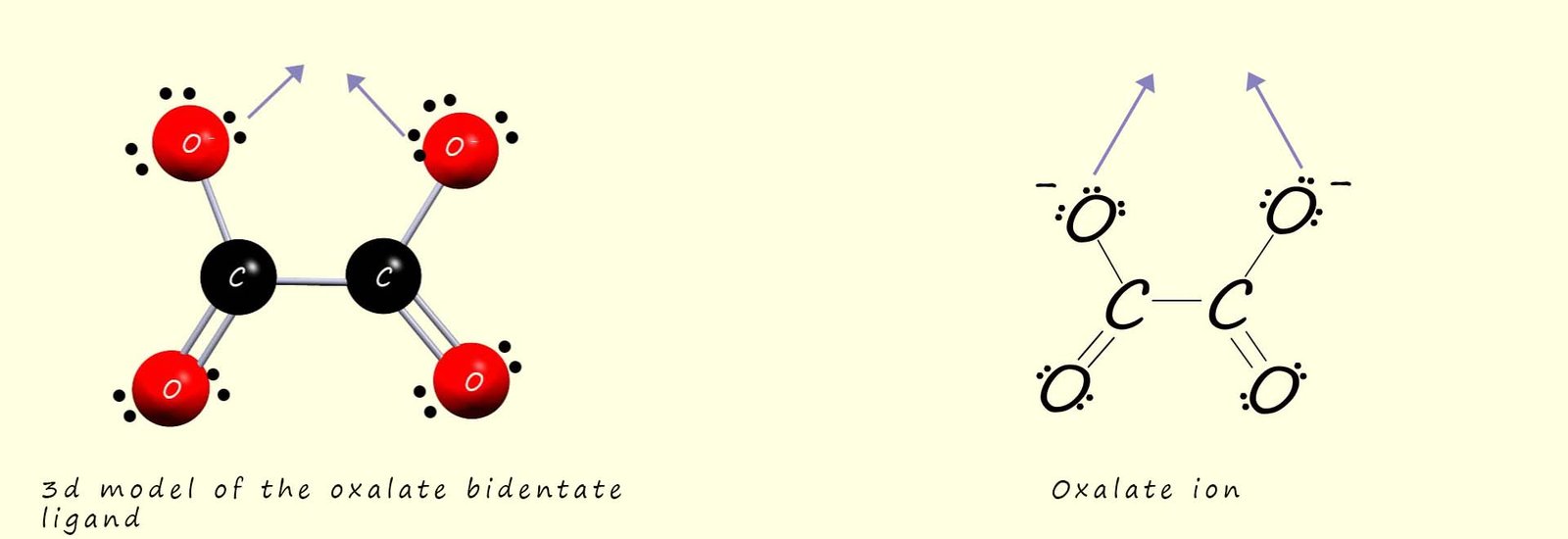 3d model and displayed formula of the oxalate ion which is a common bidentate ligand.