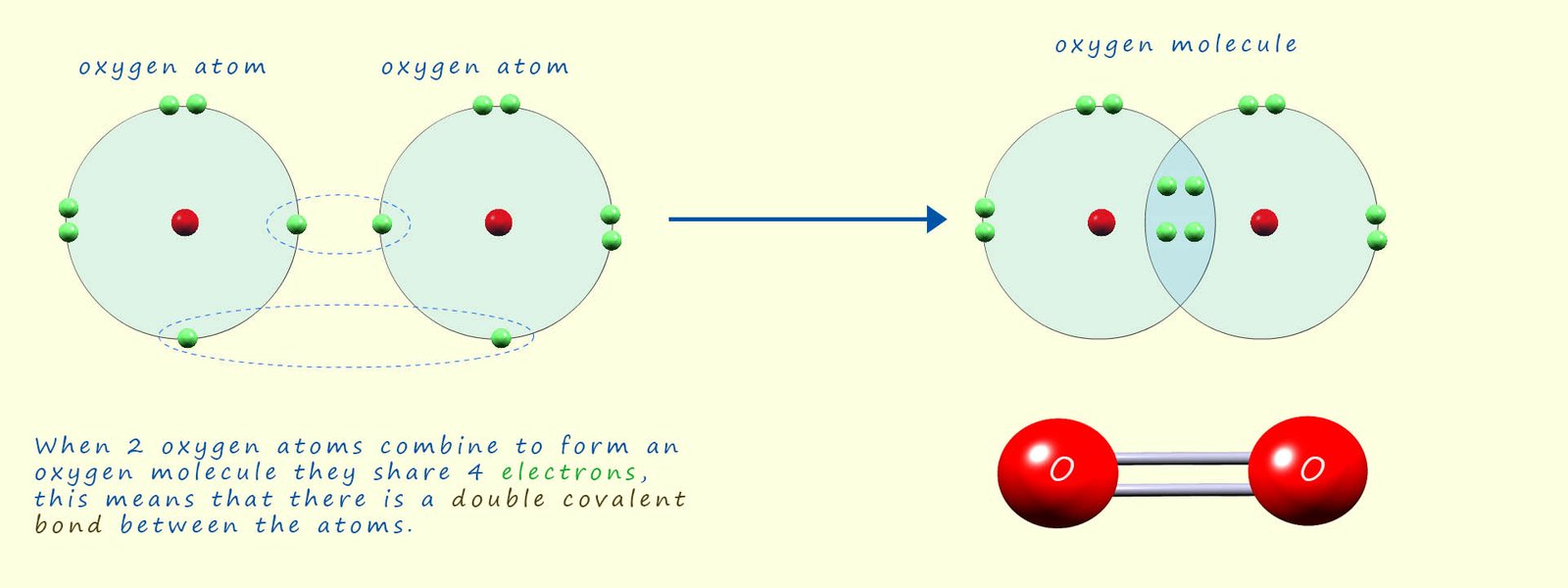 Image showing how two oxygen atoms combine to form an oxygen molecule containing a double covalent bond.
