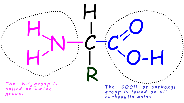 Amino Acid Structure