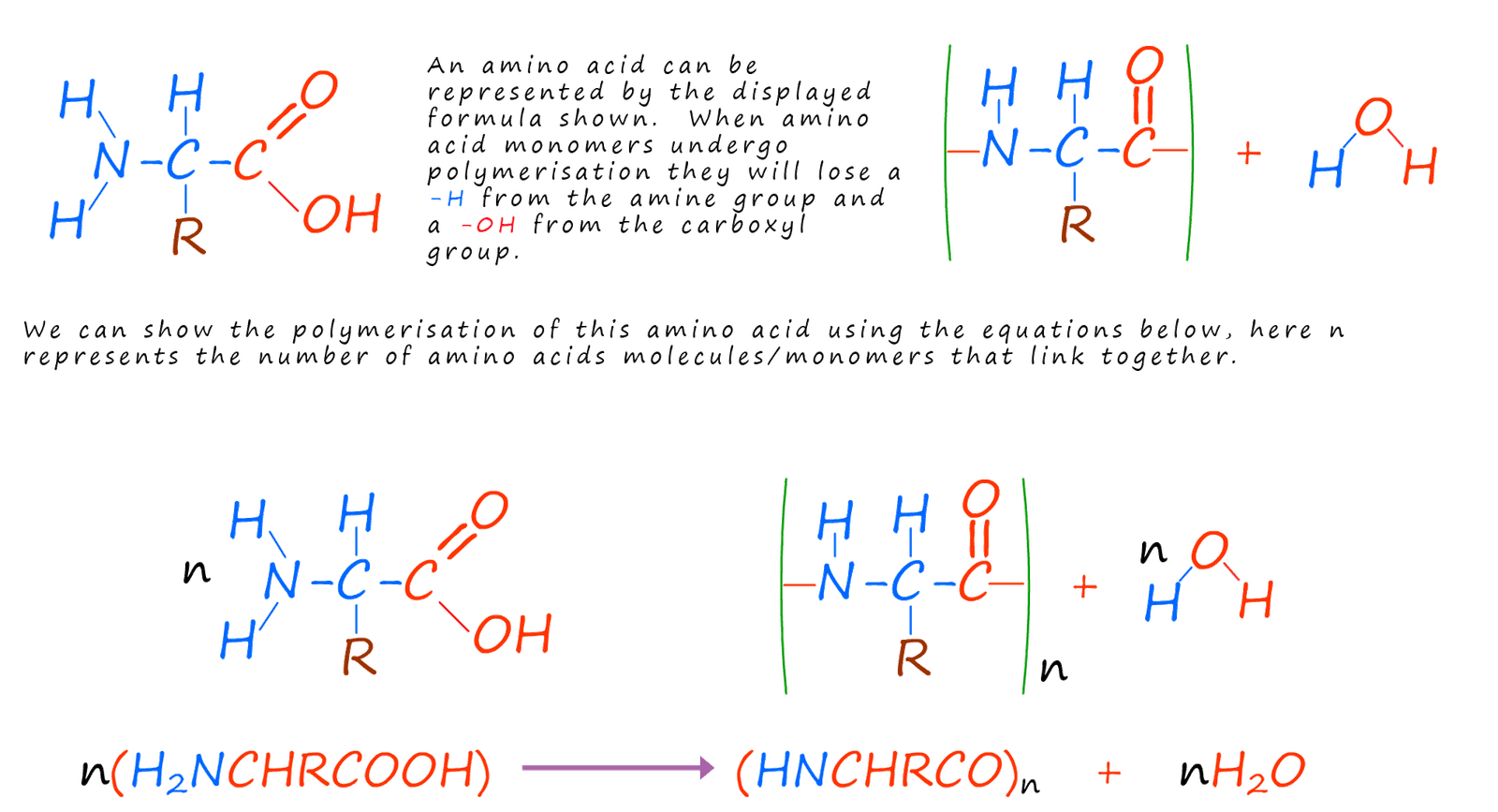 Amino acids polymerising to form a polypeptide.