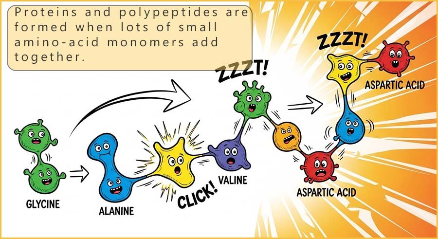 Amino acids linking to form larger polypeptides and proteins (cartoon).