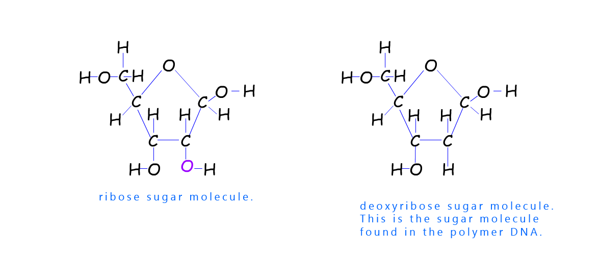 Structure of ribose sugar and deoxyribose.