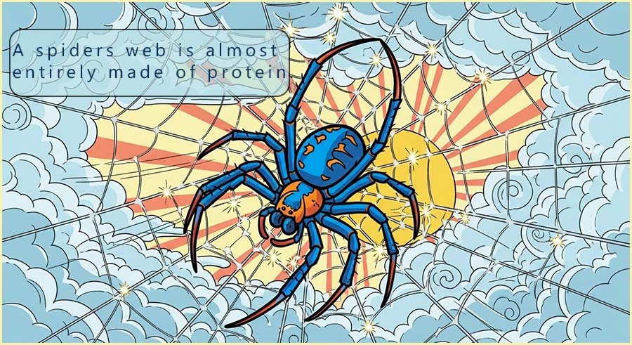 A spider's wb is made almost entirely of protein, spider spinning a web.